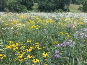 wildflowers in field