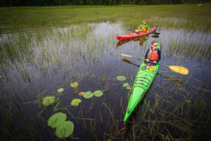 kayaks in wild rice